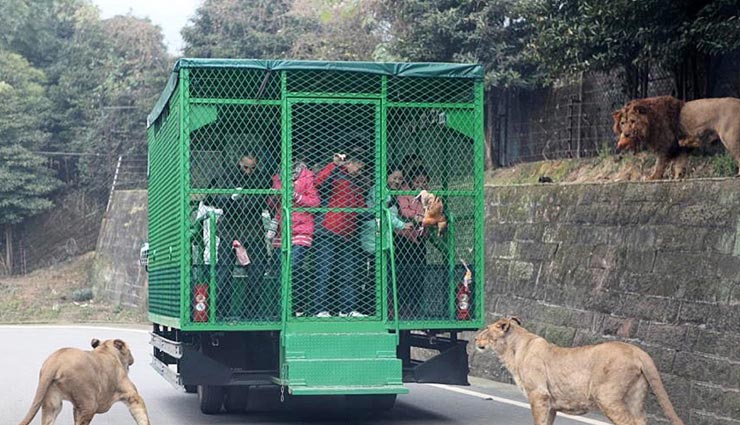 unique zoo,china zoo,zoo where human closes in cage,zoo where animals are free ,अनोखा चिड़ियाघर, चीन का चिड़ियाघर, चिड़ियाघर में इंसान पिंजरे में