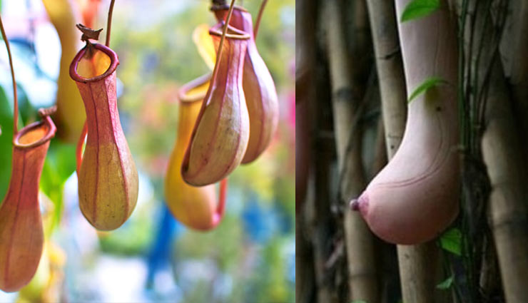 दुनिया में अजीब पौधे कुछ महिलाओं के स्तन तो कुछ लिंग जैसे 