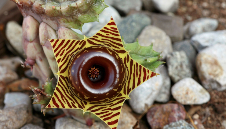 5 Most Weird Flowers That Grows in The World