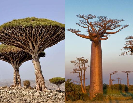 दुनिया के 5 सबसे अजीबो-गरीब पेड़, जिनके पीछे छुपा है एक रहस्य