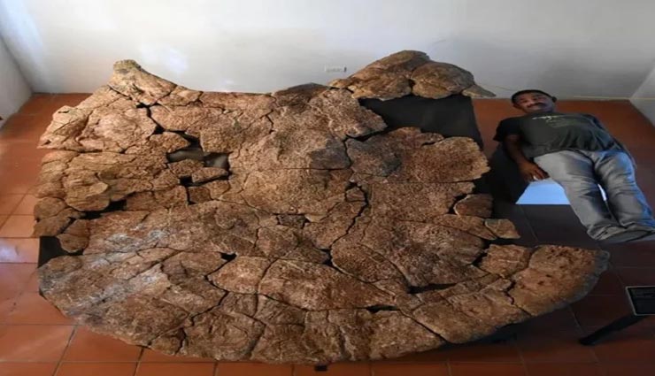 weird news,weird turtle fossils,car sized turtle fossils,colombia tatacoa desert
