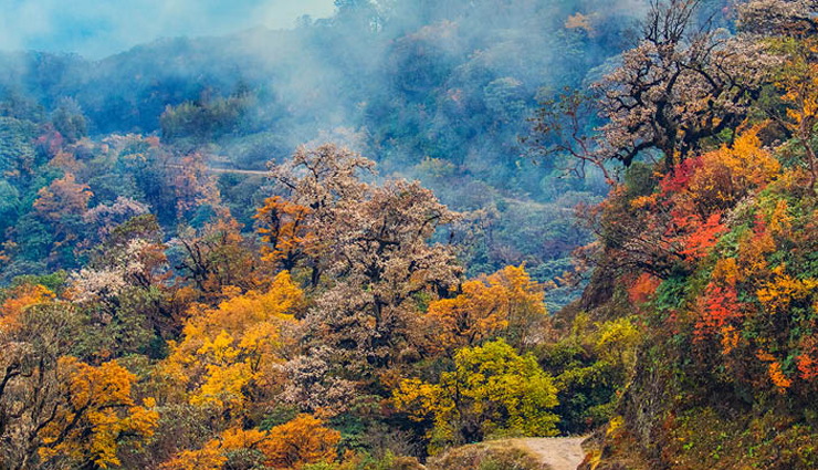 singalila national park,jungle safari at jaldapara national park,jungle safari at gorumara national park,north east wildlife tour,sunderbans & kaziranga wildlife tour,west bengal,national parks in west bengal