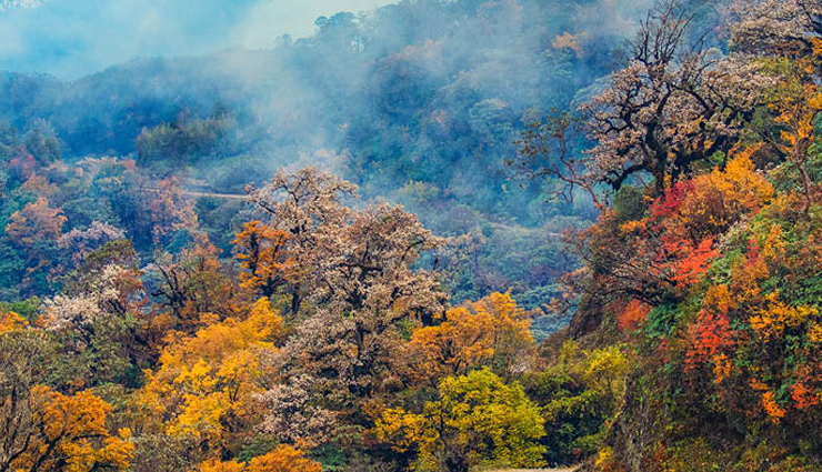 west bengal,wildlife sanctuaries in west bengal,singalila national park,jungle safari at jaldapara national park,jungle safari at gorumara national park,north east wildlife tour,sunderbans & kaziranga wildlife tour,manas wildlife tour & others