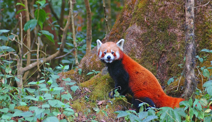 5 National Parks To Explore in West Bengal