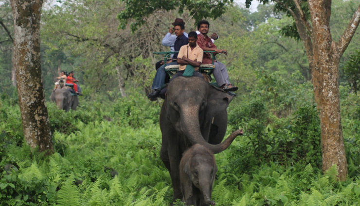 singalila national park,jungle safari at jaldapara national park,jungle safari at gorumara national park,north east wildlife tour,sunderbans & kaziranga wildlife tour,west bengal,national parks in west bengal