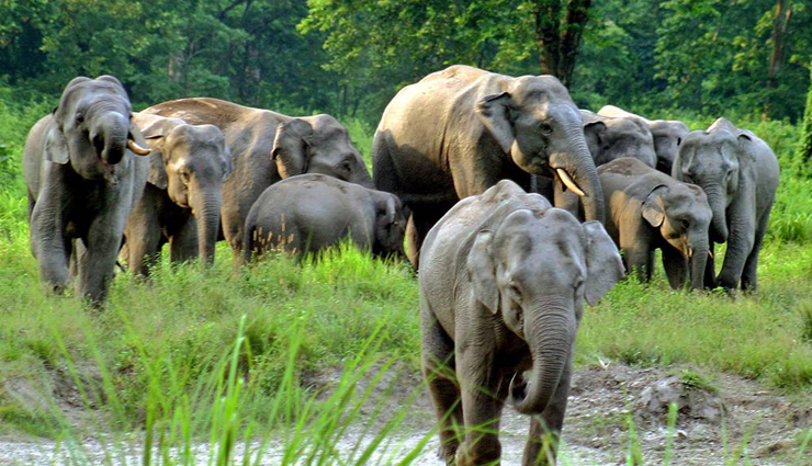 west bengal,wildlife sanctuaries in west bengal,singalila national park,jungle safari at jaldapara national park,jungle safari at gorumara national park,north east wildlife tour,sunderbans & kaziranga wildlife tour,manas wildlife tour & others
