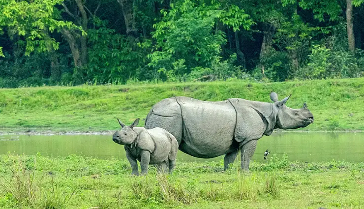 singalila national park,jungle safari at jaldapara national park,jungle safari at gorumara national park,north east wildlife tour,sunderbans & kaziranga wildlife tour,west bengal,national parks in west bengal