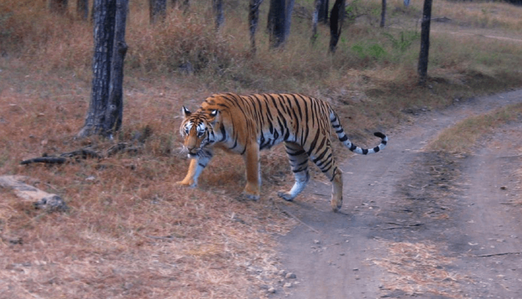 west bengal,wildlife sanctuaries in west bengal,singalila national park,jungle safari at jaldapara national park,jungle safari at gorumara national park,north east wildlife tour,sunderbans & kaziranga wildlife tour,manas wildlife tour & others