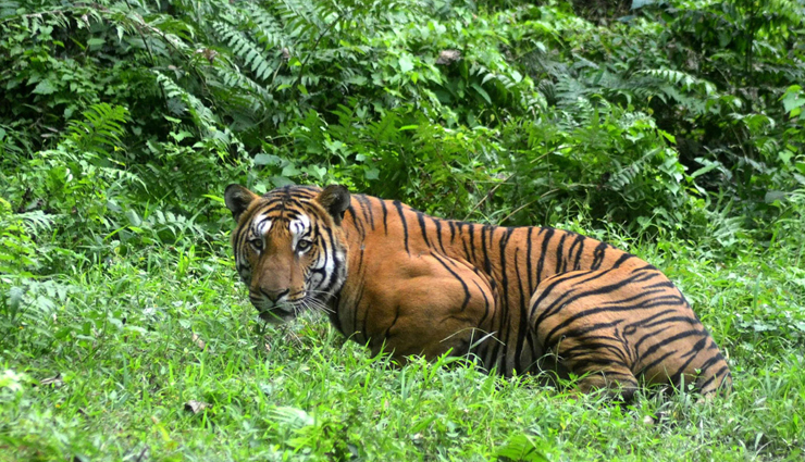 singalila national park,jungle safari at jaldapara national park,jungle safari at gorumara national park,north east wildlife tour,sunderbans & kaziranga wildlife tour,west bengal,national parks in west bengal