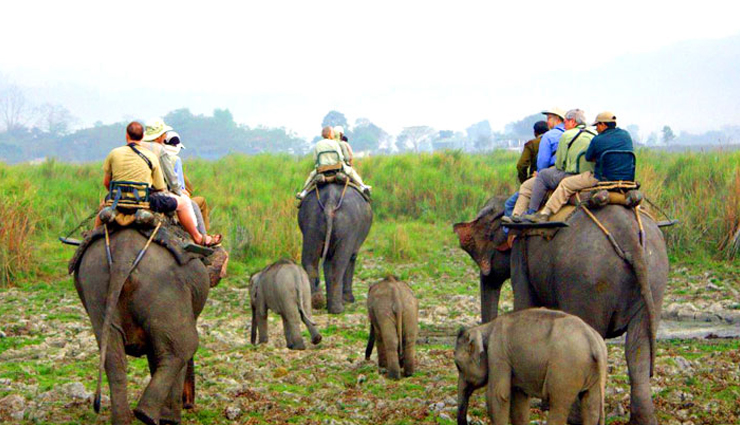 west bengal,wildlife sanctuaries in west bengal,singalila national park,jungle safari at jaldapara national park,jungle safari at gorumara national park,north east wildlife tour,sunderbans & kaziranga wildlife tour,manas wildlife tour & others