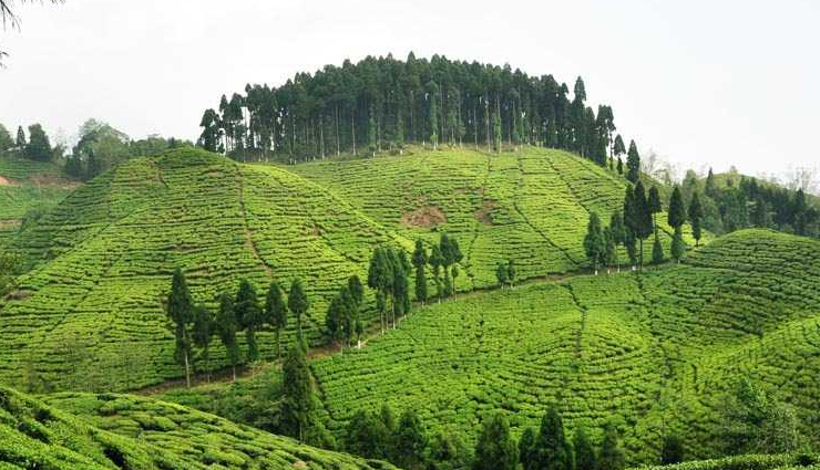 west bengal tourist attractions,places to visit in west bengal,top tourist destinations in west bengal,darjeeling tourism,kolkata tourism,kalimpong tourism,sandakphu trek,kurseong tourism,lava tourism,west bengal sightseeing,historical places in west bengal,west bengal hill stations,west bengal beaches,tourist places near kolkata,religious places in west bengal,west bengal wildlife sanctuaries,best time to visit west bengal,things to do in west bengal