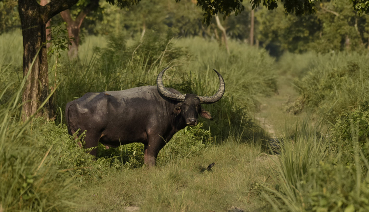 west bengal,wildlife sanctuaries in west bengal,singalila national park,jungle safari at jaldapara national park,jungle safari at gorumara national park,north east wildlife tour,sunderbans & kaziranga wildlife tour,manas wildlife tour & others