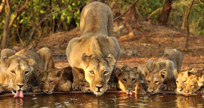 national parks in western india,wildlife sanctuaries in western india,western india,sasan gir wildlife sanctuary,sanjay gandhi national park,wild ass sanctuary,tadoba national park