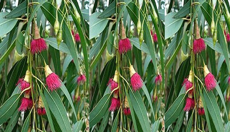 cough,home remedies for cough,wet cough remedies,Health tips,fitness tips,health tips in hindi