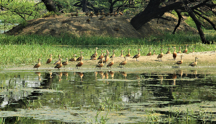 7 Wetlands in India That Can Make a Space in Your Travel Bucket List
