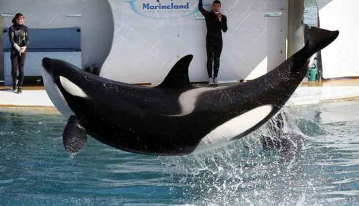 इंसानों की बोली "हलो" और "बाय-बाय" बोल सकती है ये व्हेल!