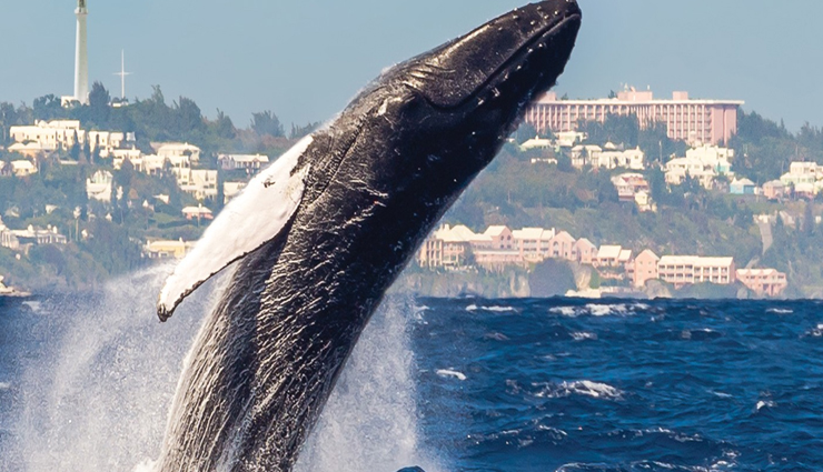 madagascar,travel destinations in madagascar,travel tips,tourism