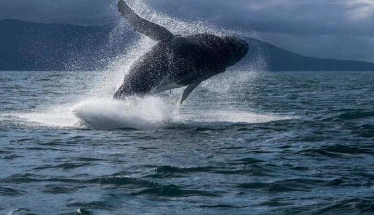 weird news,weird news in hindi,most unique temple,fish worshiped