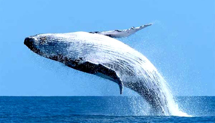 मुम्बई : 1.7 करोड़ की उल्टी बेचने निकला था शख्स, पुलिस ने किया गिरफ्तार