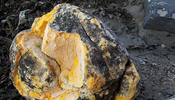 man arrested,whale vomit ambergris,weird story