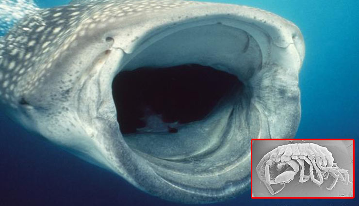 व्हेल शार्क का मुंह है इस जीव का घर, नाम है 'पोडोसेरस जिंबे'