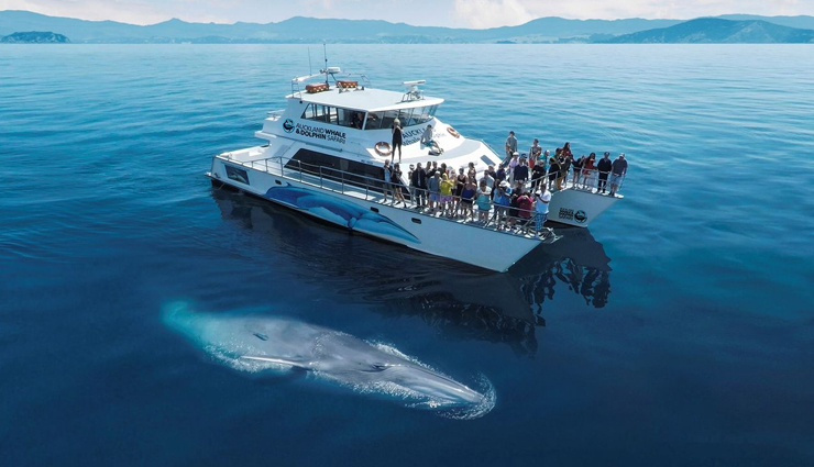 new zealand,new zealand tourism,tourist places in new zealand,adventure activities in new zealand,travel guide,travel tips