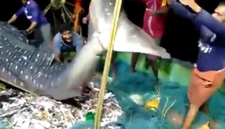 जाल में फंसी दुर्लभ व्हेल शार्क तो मछुआरों ने किया ऐसा, वीडियो जिसने भी देखा करने लगा तारीफ