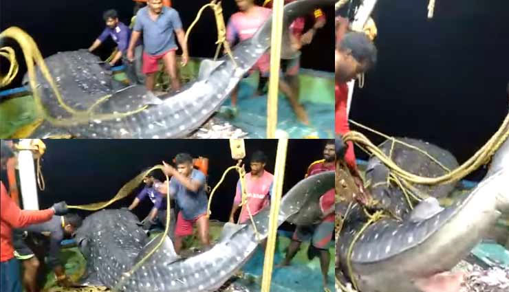 kerala,fisherman,viral video,shark,weird news
