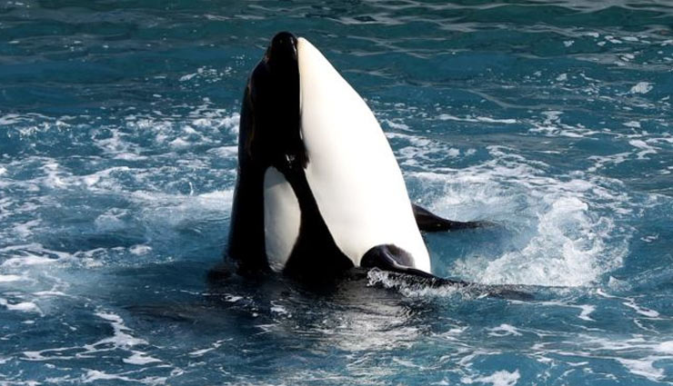 whale,whale can speak human language,weird story,omg,weird story in hindi