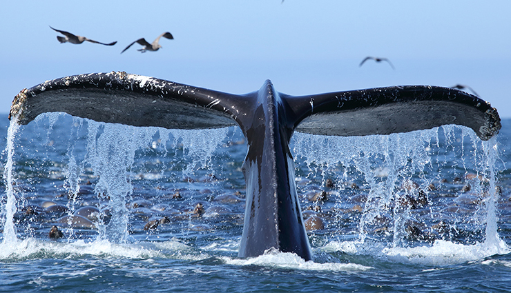 7 Types of Whales You Can Spot in Monterey Bay