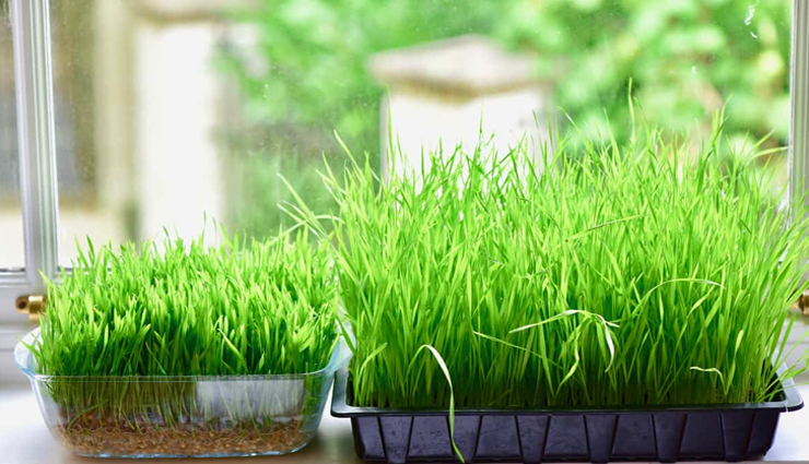 green vegetables that should be a part of your diet for good health,healthy living,Health tips