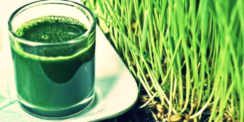 Health,health benefits,wheat grass juice,Health tips,health benefits of wheat grass juice
