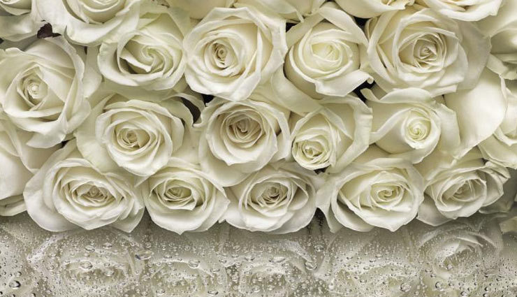 valentines day,valentines week,rose day,roses,color of roses