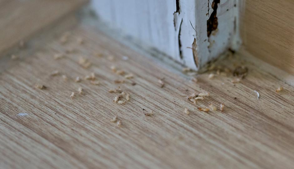 7 Ways To Get Rid of White Ants