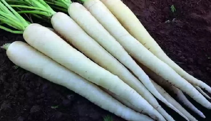 types of carrots,carrot varieties and health benefits,nutritional value of different carrots,purple carrots health benefits,yellow carrots vs. orange carrots,benefits of heirloom carrots,carrot colors and antioxidants,carrot varieties for specific health concerns,carrot varieties and vitamins,anthocyanins in purple carrots,beta-carotene in orange carrots,nutritional differences in carrot colors,benefits of rainbow carrots,health advantages of baby carrots,carrot antioxidants and skin health,carrot types for eye health,heirloom carrot benefits,cooking with different carrot varieties,carrot juice and health benefits,carrot colors and anti-inflammatory properties,organic carrots and health,carrot varieties for weight management,carrot types and immune system support,gluten-free carrot options,fermented carrots and gut health,carrot varieties in traditional medicine,roasting vs. steaming carrots for nutrition,different carrot colors and taste profiles