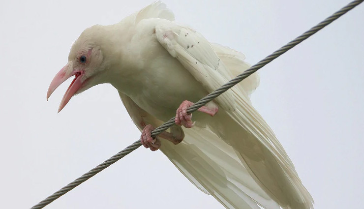 MP में दिखा सफेद कौआ, ऋषि के श्राप की वजह से हुआ था काला!