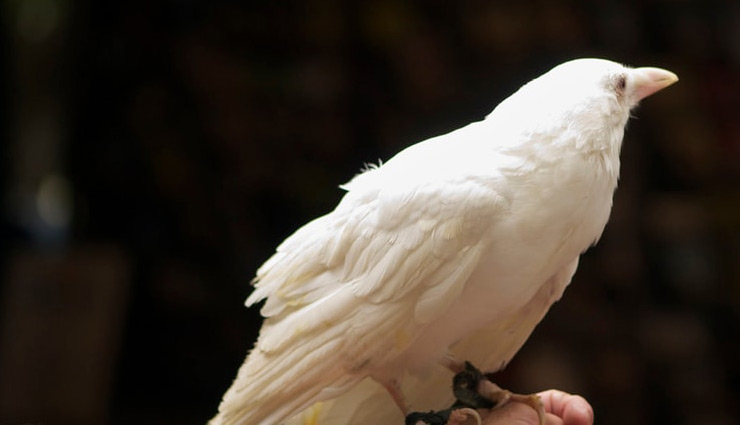 MP में दिखा सफेद कौआ, ऋषि के श्राप की वजह से हुआ था काला! weird news in hindi,white crow,madhya pradesh,black crow