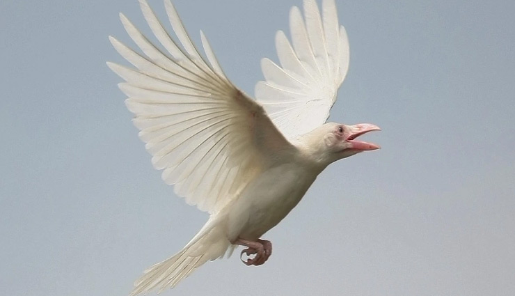 MP में दिखा सफेद कौआ, ऋषि के श्राप की वजह से हुआ था काला! weird news in hindi,white crow,madhya pradesh,black crow