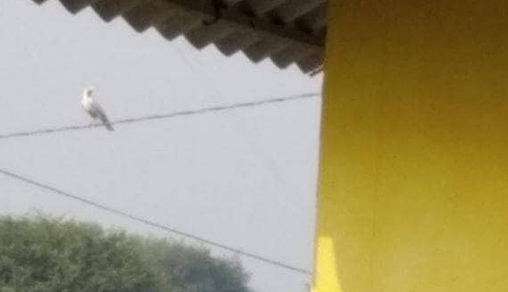 MP में दिखा सफेद कौआ, ऋषि के श्राप की वजह से हुआ था काला! weird news in hindi,white crow,madhya pradesh,black crow