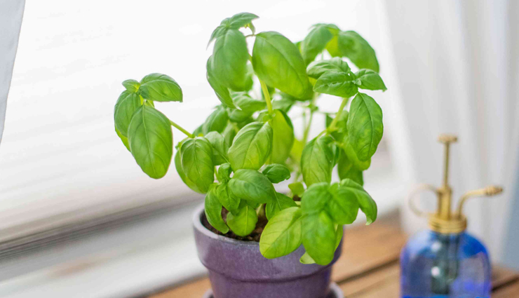 home remedies,home remedies to treat white discharge,lady finger,coriander seeds,fenugreek seeds,basil,rice water,amla