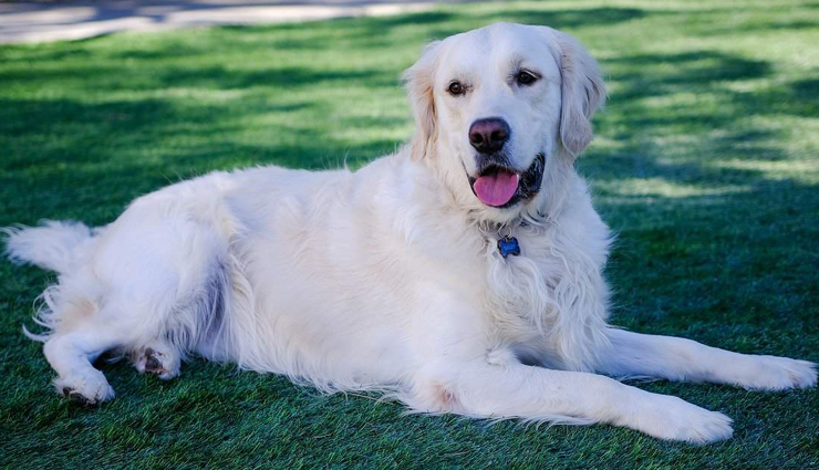 White Golden Retriever 101: Everything You Need To Know About The Breed