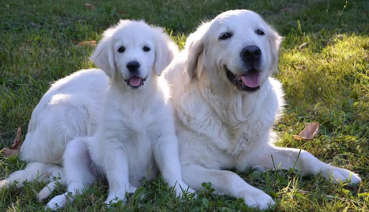 white golden retriever breed guide,everything you need to know about white golden retrievers,white golden retriever: a comprehensive breed overview,white golden retriever 101: facts and information,understanding the white golden retriever breed,all about white golden retrievers: breed insights,the characteristics and traits of white golden retrievers,white golden retriever breed profile and details,key facts about white golden retrievers,white golden retriever: the ultimate breed guide