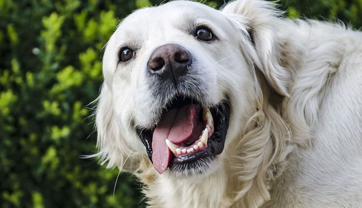 white golden retriever breed guide,everything you need to know about white golden retrievers,white golden retriever: a comprehensive breed overview,white golden retriever 101: facts and information,understanding the white golden retriever breed,all about white golden retrievers: breed insights,the characteristics and traits of white golden retrievers,white golden retriever breed profile and details,key facts about white golden retrievers,white golden retriever: the ultimate breed guide