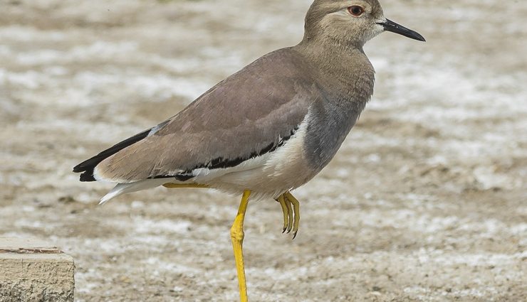 plover and lapwing found in india,india travel,india tourism,tourist places in india,holidays,travel