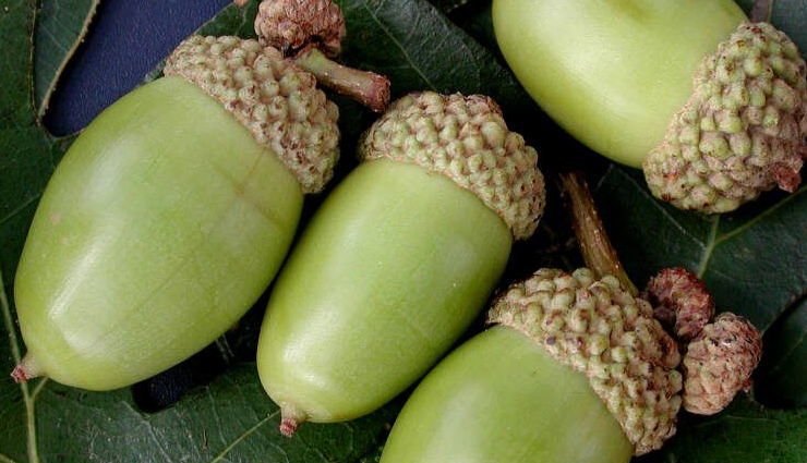 acorn types and varieties,different kinds of acorns to recognize,acorn classifications and species,acorn diversity: types to be aware of,identifying various acorn variations,acorn kinds and their characteristics,understanding acorn diversity and types,types of acorns to familiarize with,exploring acorn varieties and classifications,different acorn species and their traits