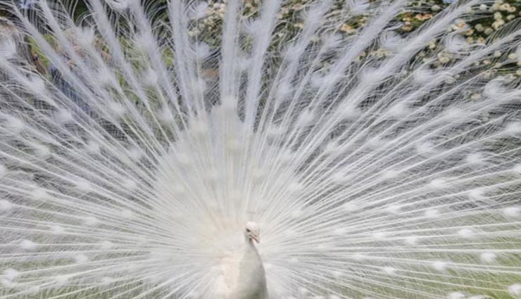 astrology tips,astrology tips in hindi,white animal dreams