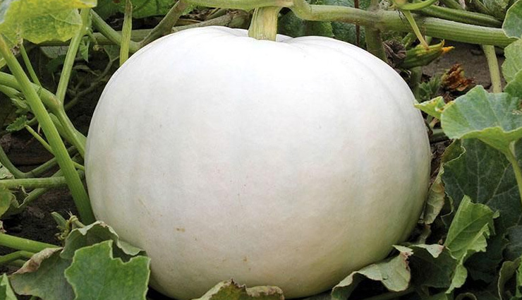 सफेद कद्दू का जूस: शारीरिक कमजोरी को करे दूर, लिवर और किडनी के लिए भी फायदेमंद, जानें इसे बनाने का तरीका