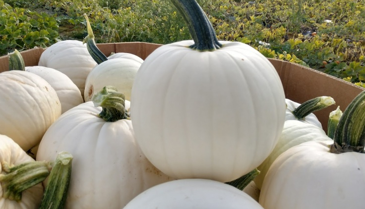 मिठाइयों में खास है काशी हलवा का जलवा, जीभ में रस घोल देता है इसका जायका, ट्राई करके देखें #Recipe kashi halwa,kashi halwa ingredients,kashi halwa recipe,kashi halwa sweet dish,kashi halwa tasty,kashi halwa karnataka,kashi halwa special