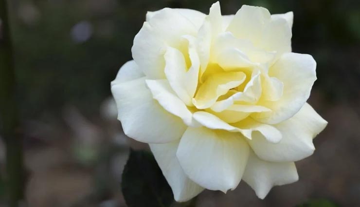 relationship tips,relationship tips in hindi,rose color means,valentine week 2021