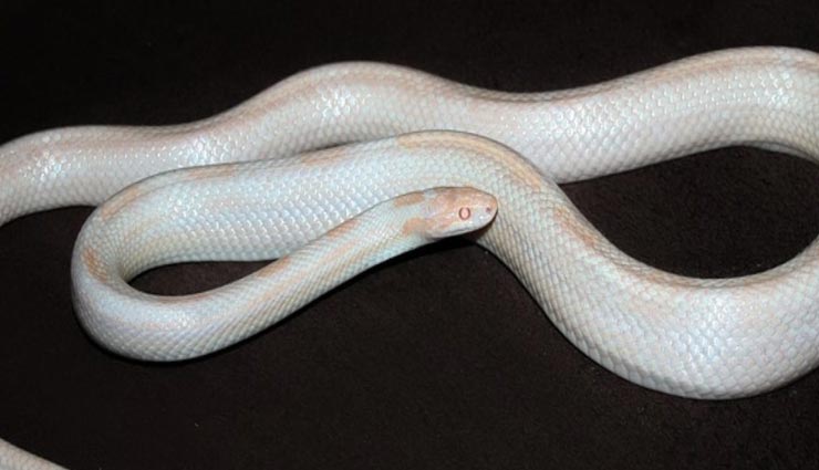 astrology tips,astrology tips in hindi,white animal dreams